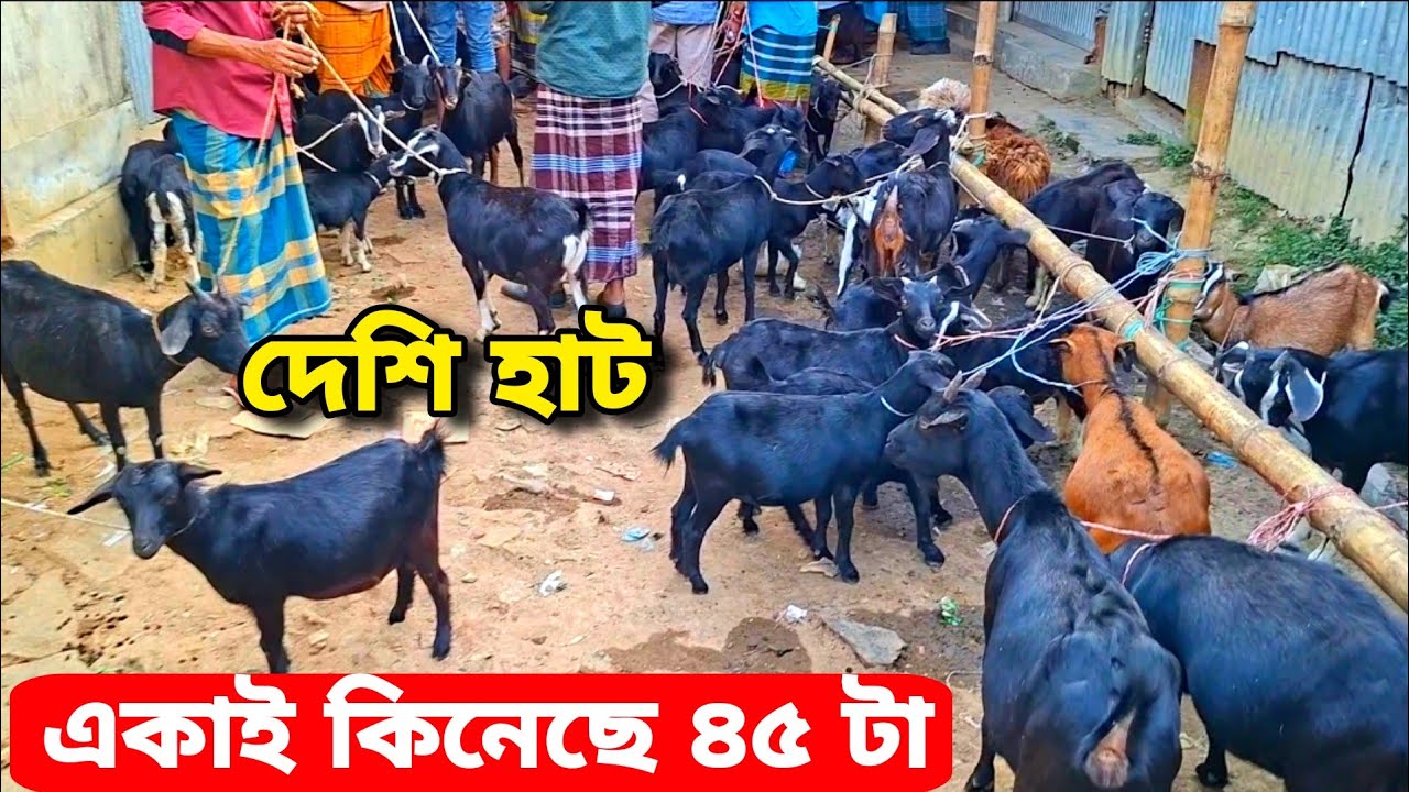 দেশি ছাগলের হাট উথুরা বাজার | একাই কিনেছে ৪৫ টা ছাগল |  goat market price in Bangladesh 