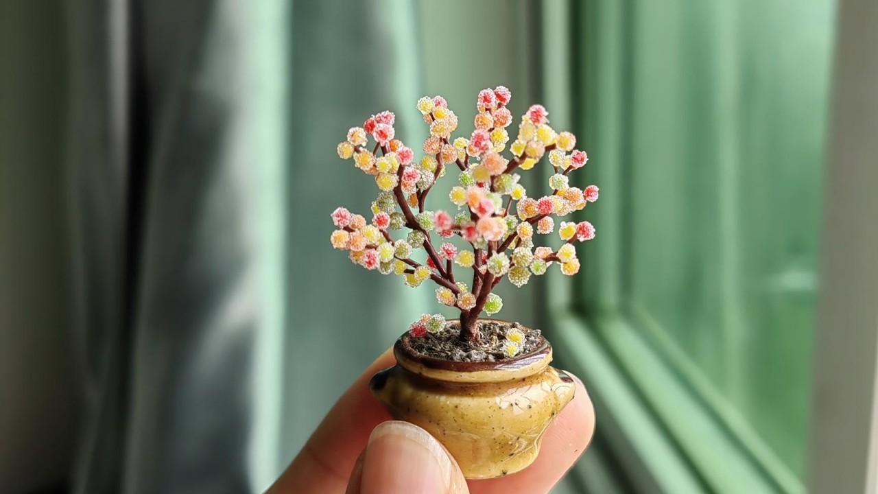 糖球succulent