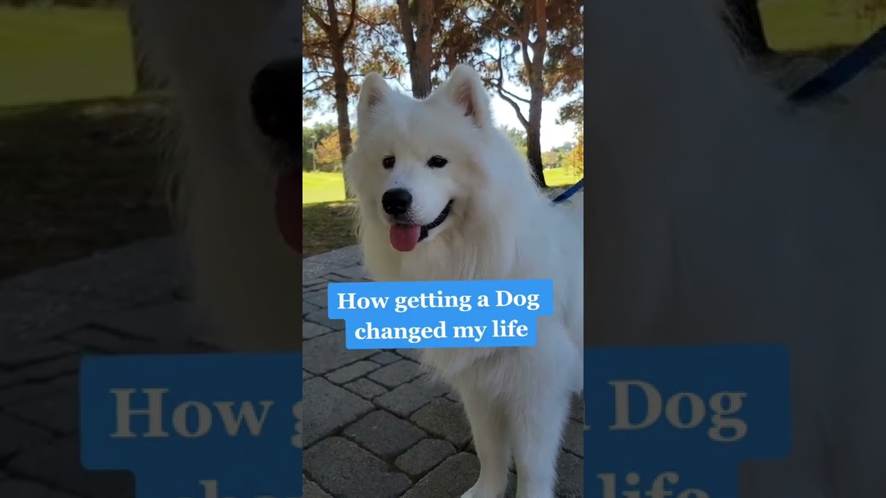 How getting a dog changed my life