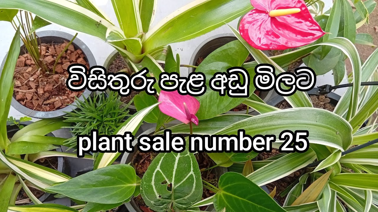 විසිතුරු පැළ අඩු මිලට | plant sale number 25 | 0707475222 ( Sri Visithuru Plant Nursery ) 🌿🌿🌿