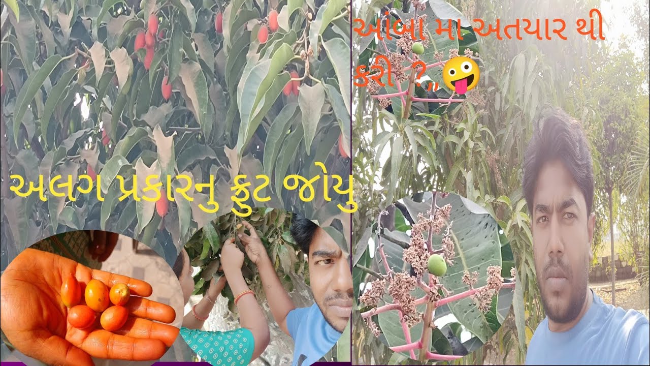 આજે જોયુ અલગ પ્રકારનુ ફ્રુટ||આંબા મા અતયાર થી કરી?🤪