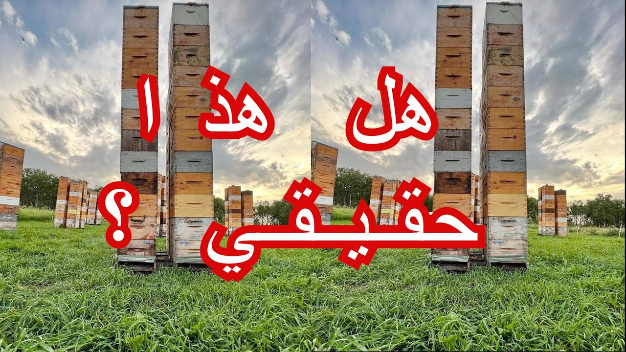 أهم الإجراءات بعد قطف العسل.