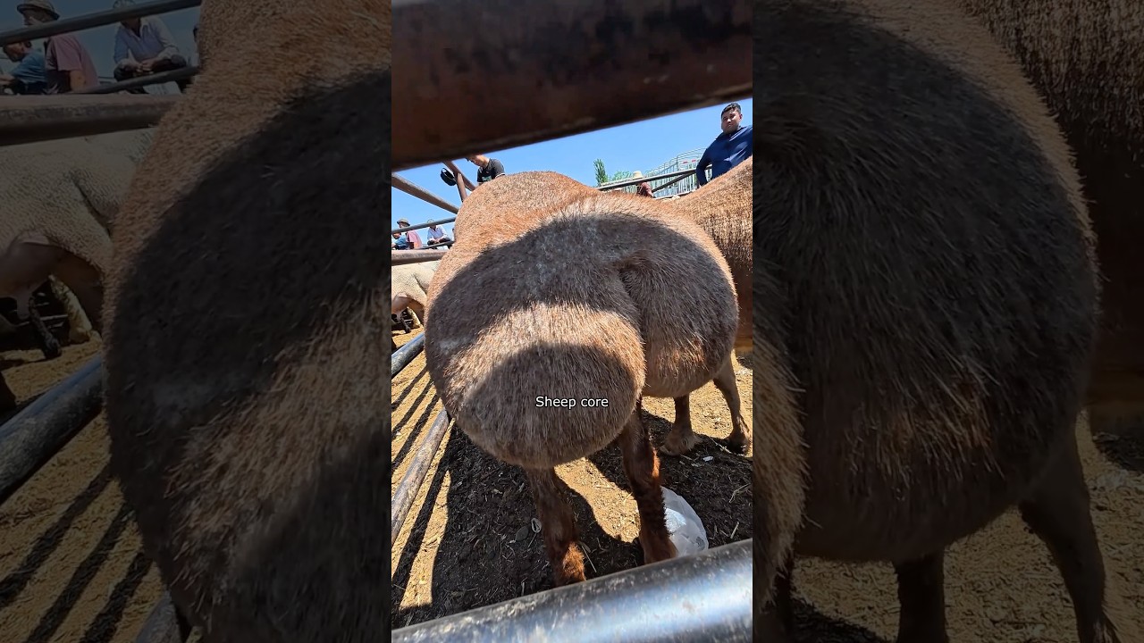 Sheep Core.🐑🐑#овцы #смешно #видео с питомцами #смешныеживотные #животные #мило