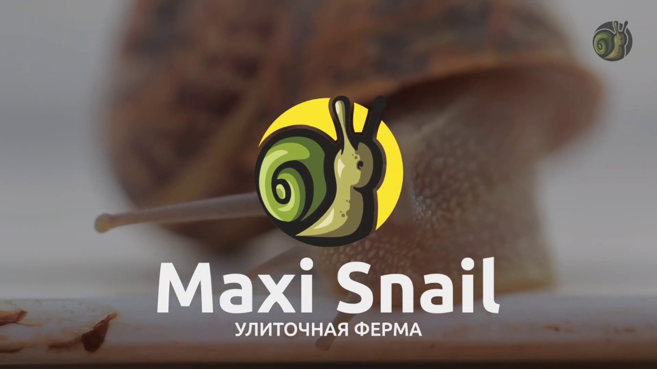 Улиточная ферма - как запустить? l Отвечаем на вопросы l Maxi Snail