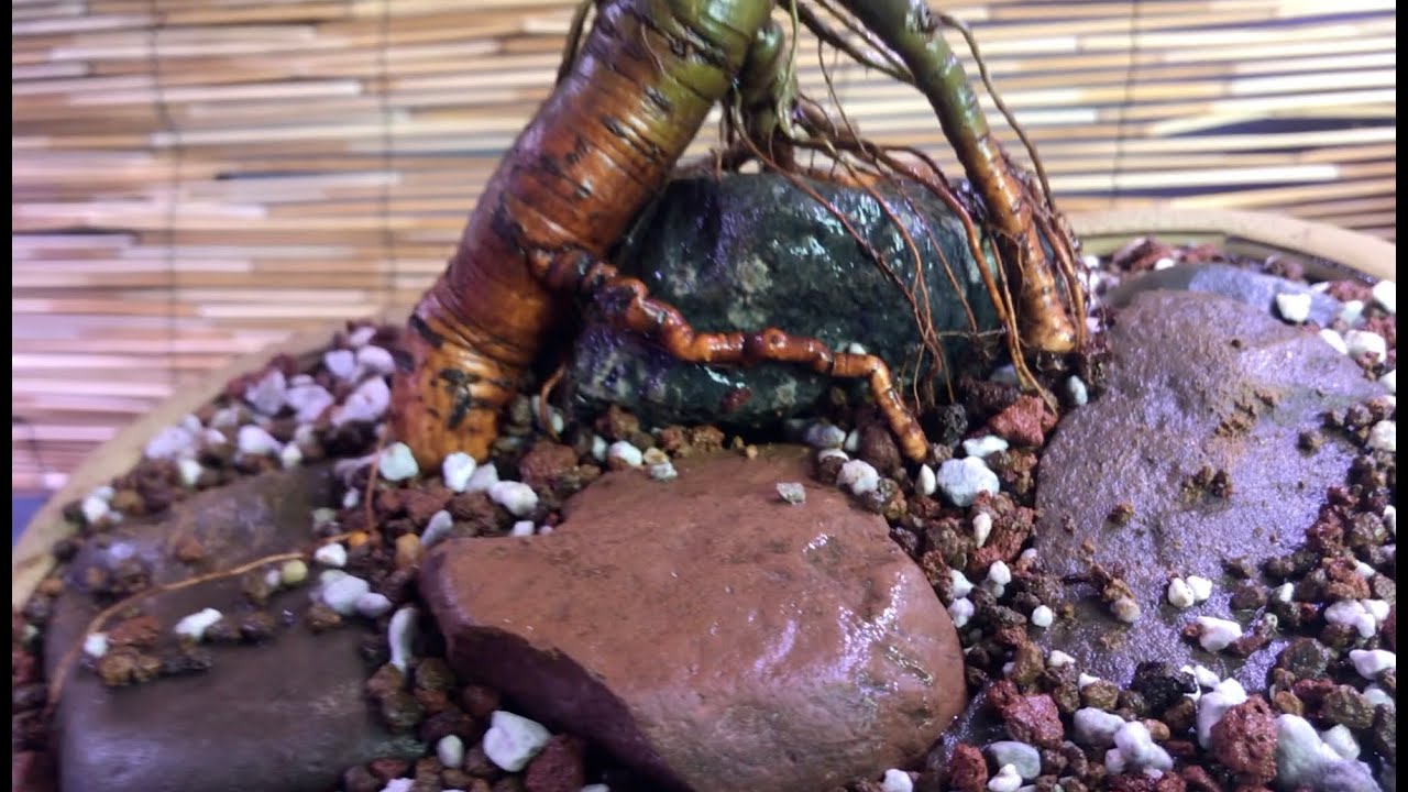 Dave's Bonsai E29:  Chinese Elm Root Over Rock