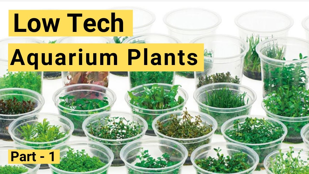 Low Tech Aquarium Plants For Your Planted Aquarium - 2019 [Beginner plants]