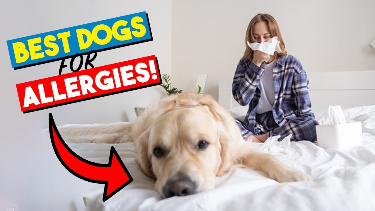 Best Hypoallergenic Dog Breeds for People with Severe Allergies