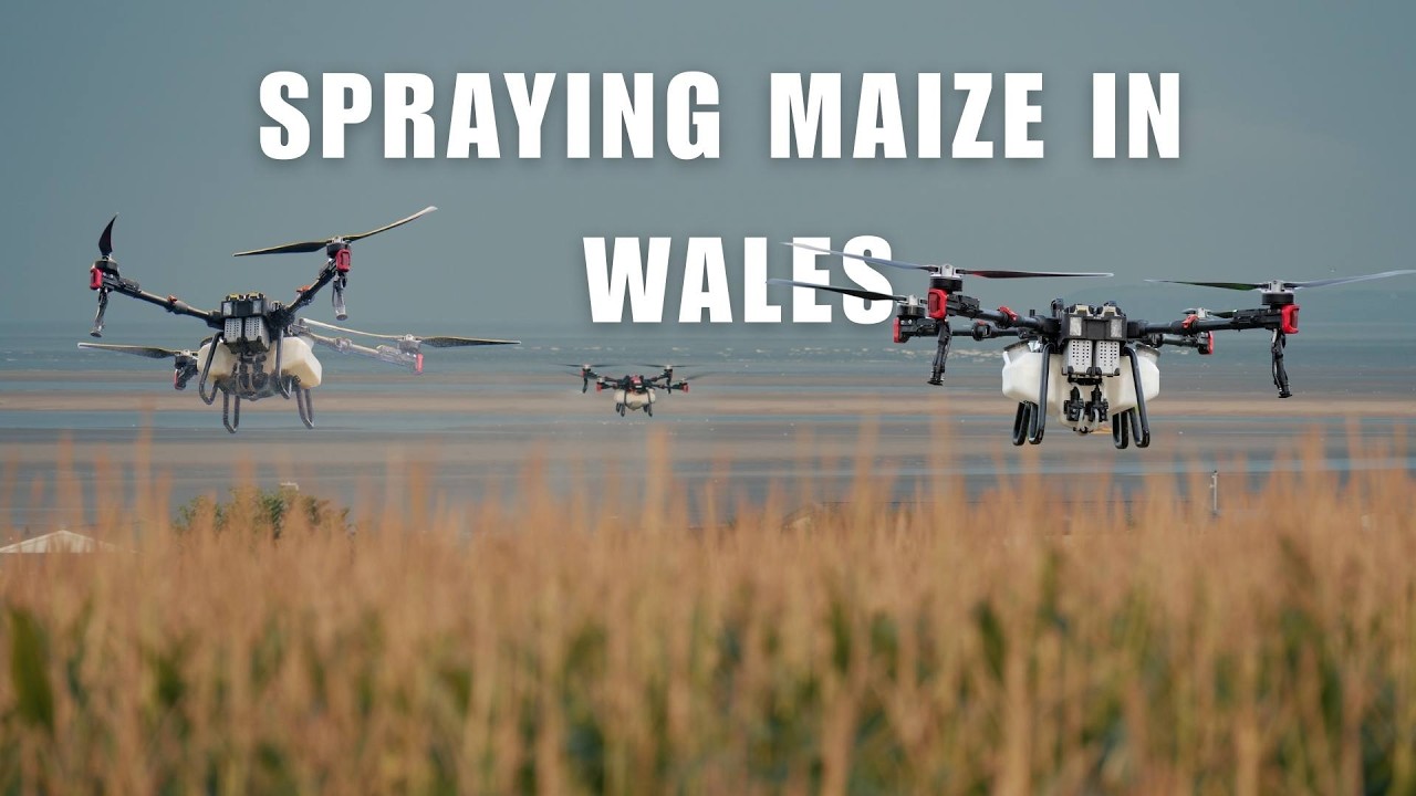 XAG P100 Pro Sprays Maize | Foliar Nitrogen Application by Drone (4k)