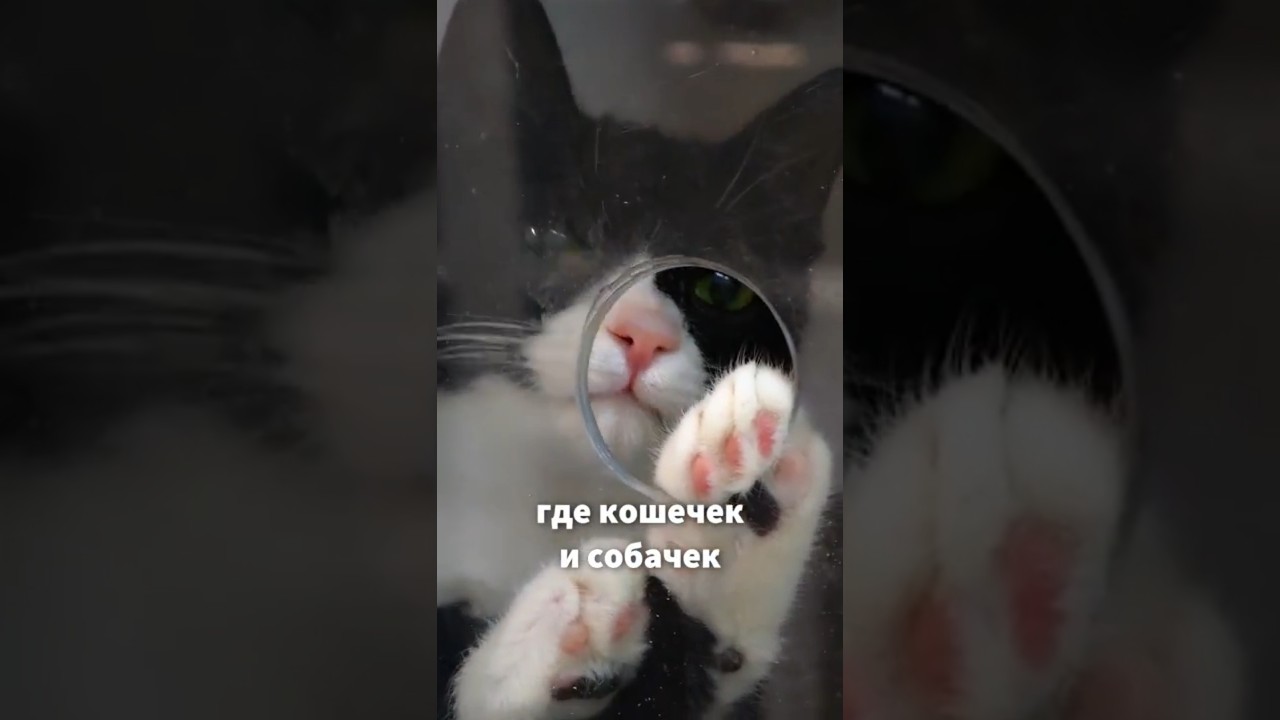 🐶 Купил планшет - ПОМОГ животным? 🐱