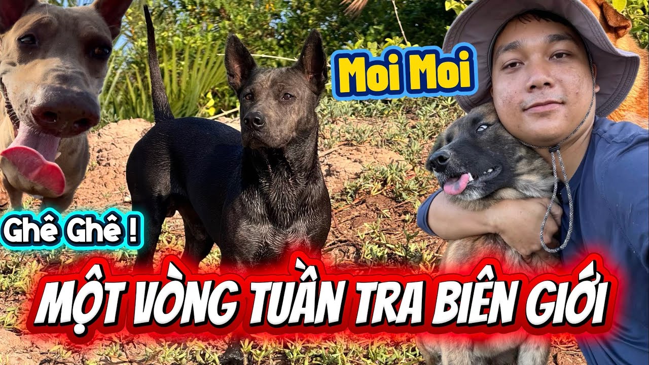 Moi Moi Theo Ba Mâu Đi Tuần Tra Một Vòng Biên Giới - Cười Mệt Với Ba Mâu Mang Theo Cục Xương