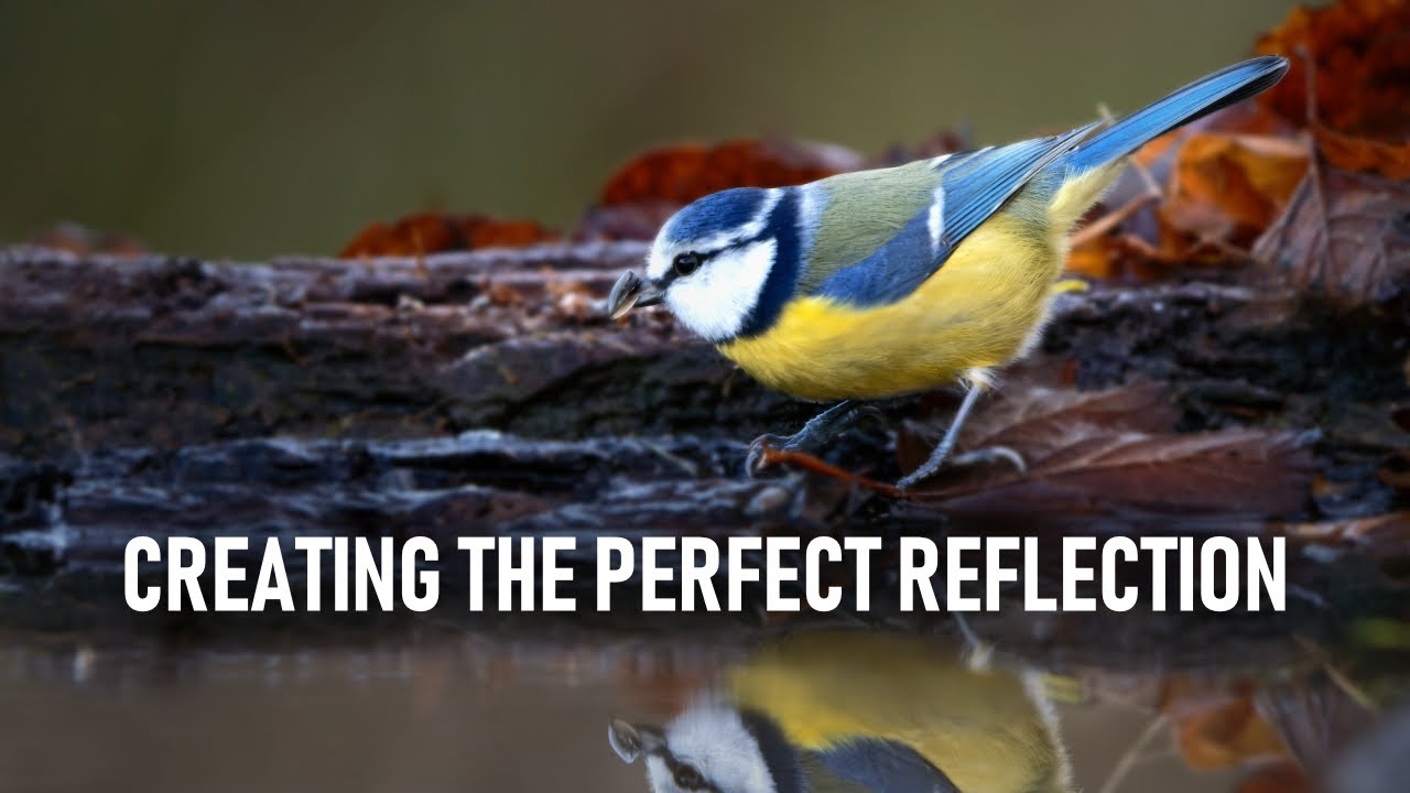 Bird photography from a hide. Ep. 3: Building a reflection pool
