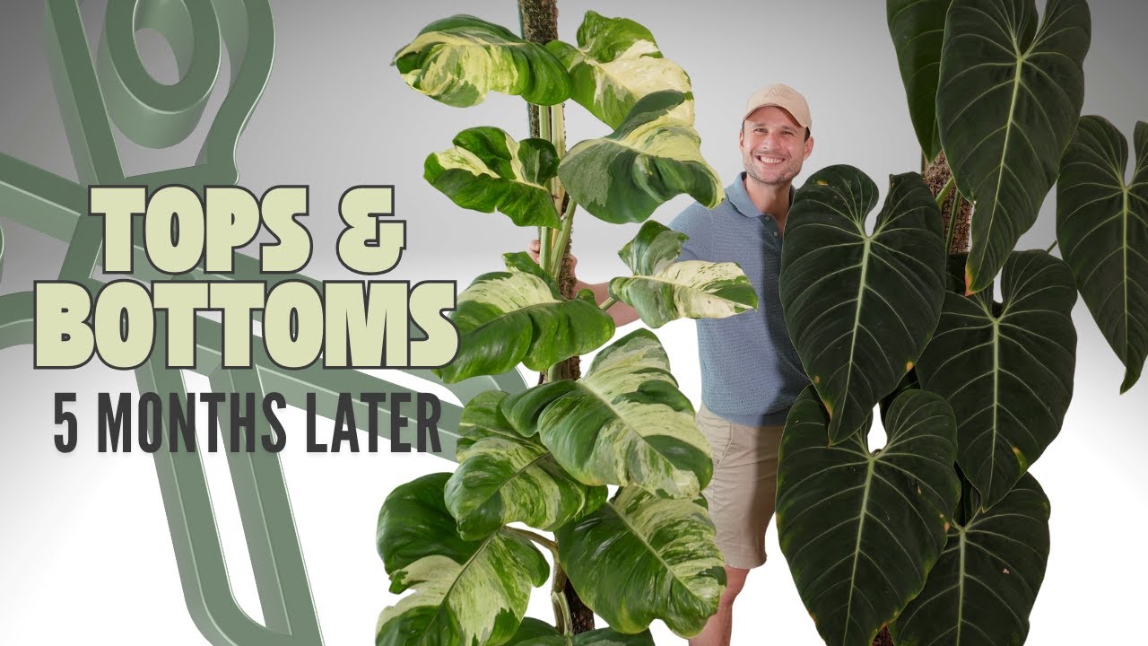 Chop & Extend: continuously grow LARGE plants