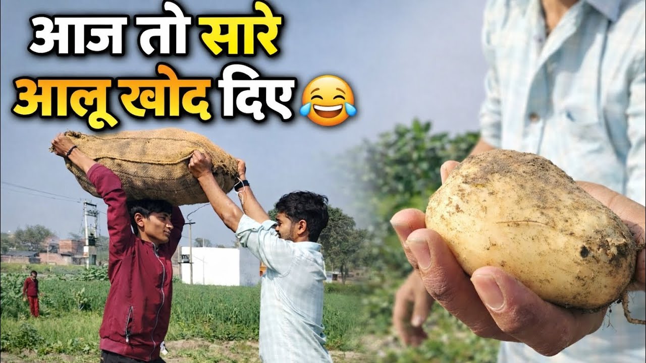 आज खेत में रिकॉर्ड तोड़ आलू निकले 😂 | Village Potato Harvest | Shiva Gaur moments 