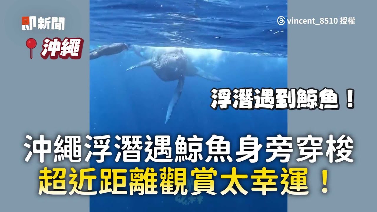 沖繩浮潛遇鯨魚身旁穿梭　超近距離觀賞太幸運！