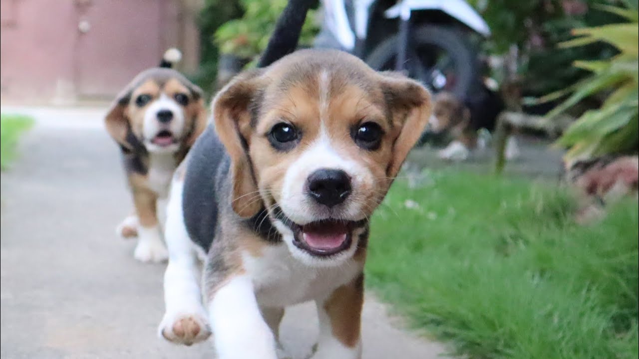 7-Week-Old Beagle Puppies Playtime Before Sunset