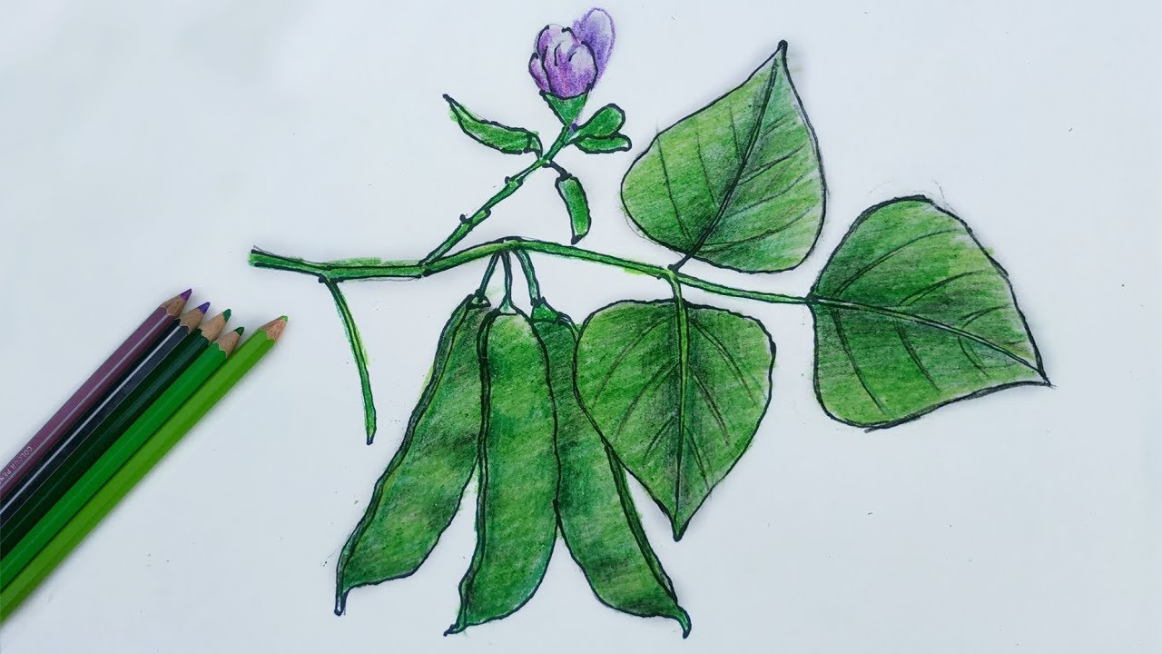 How to Draw Bean Step by Step (Very Easy)