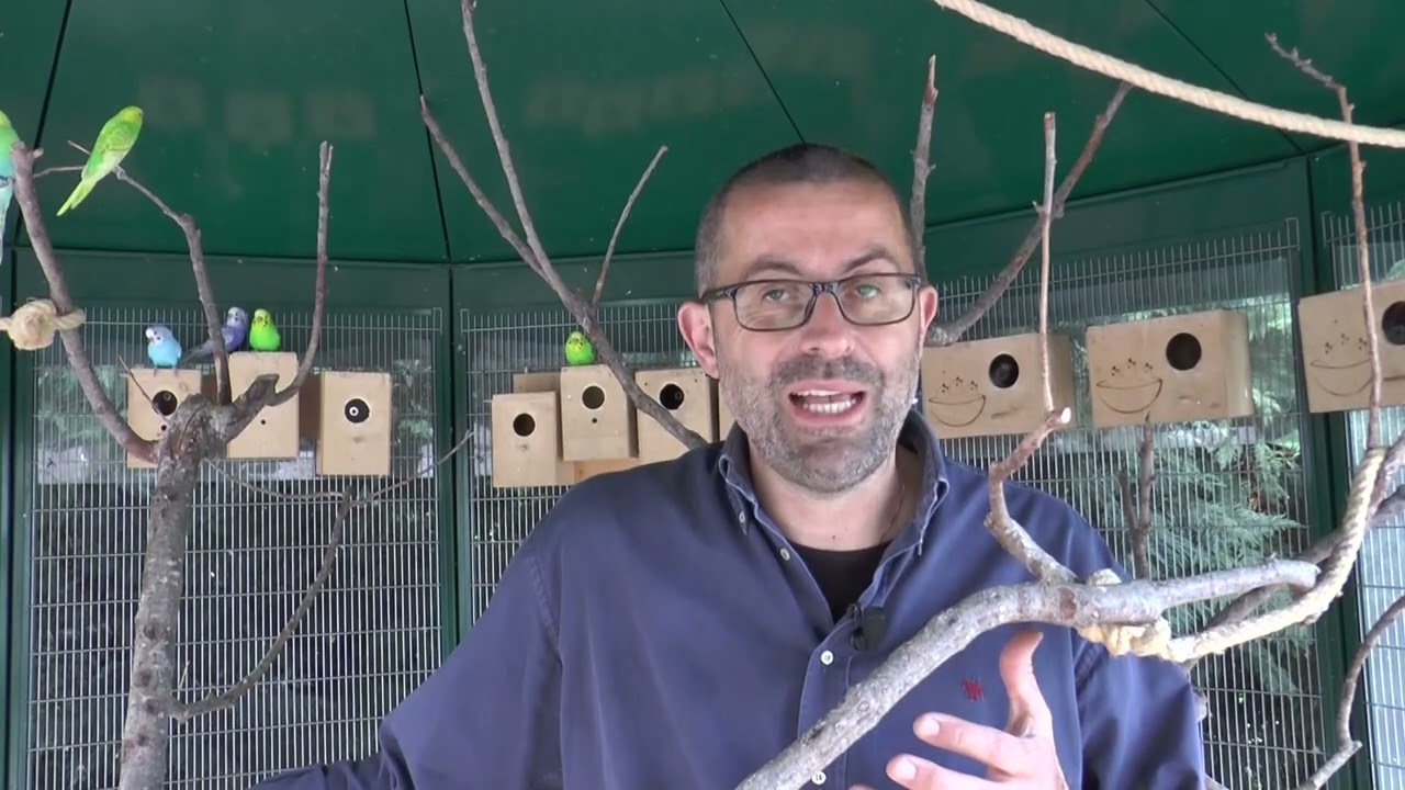 Parrocchetti australiani come pet birds