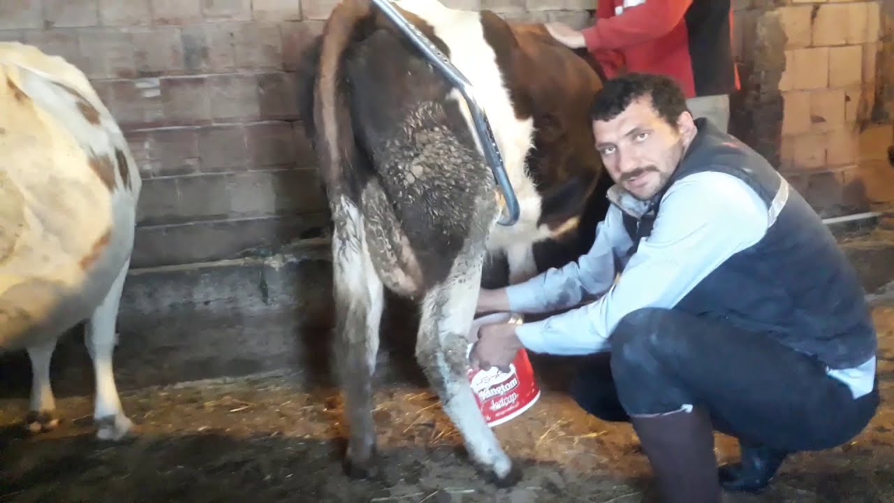 Tepen İnek Nasıl Sağılır ( inek bacak kilidi )