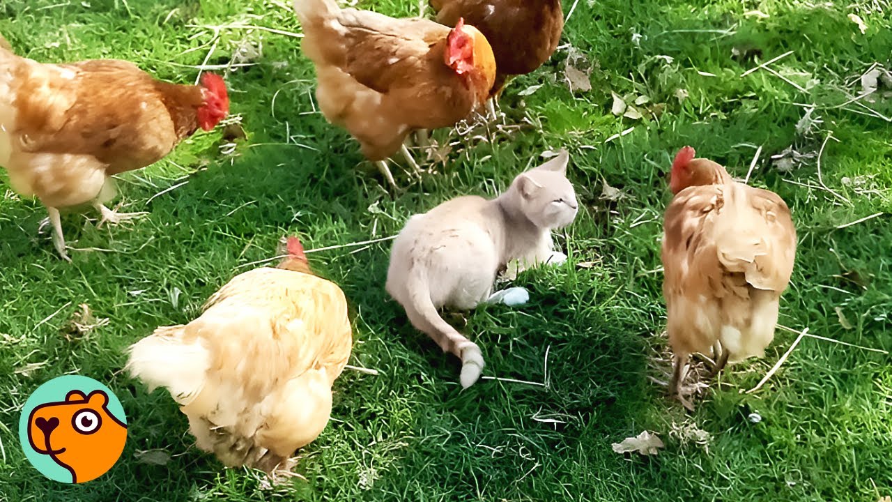 Rescued Cat Never Had Love, Now She Cares For EVERY Animal | Cuddle Buddies