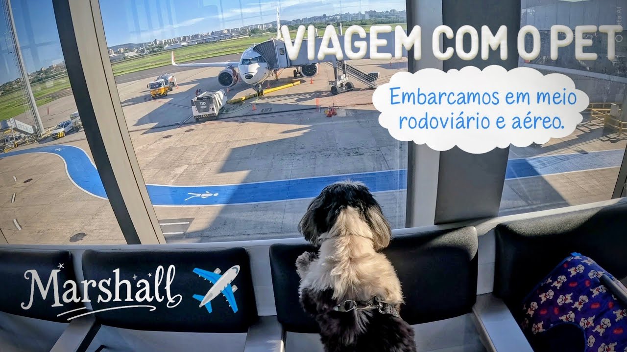 A viagem do Cão! Consulte sua empresa para regras do transporte...