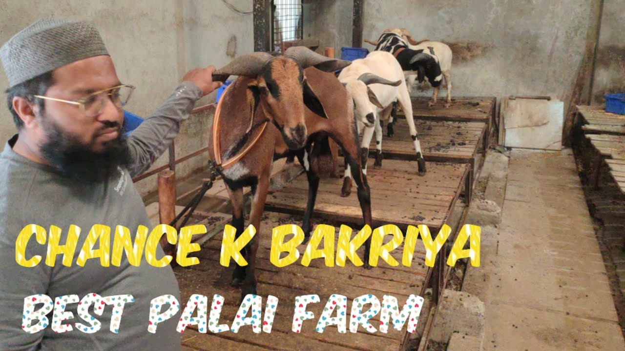 best palai farm in Hyderabad | Lake view goat farm | sabse saste bakriya in Hyderabad