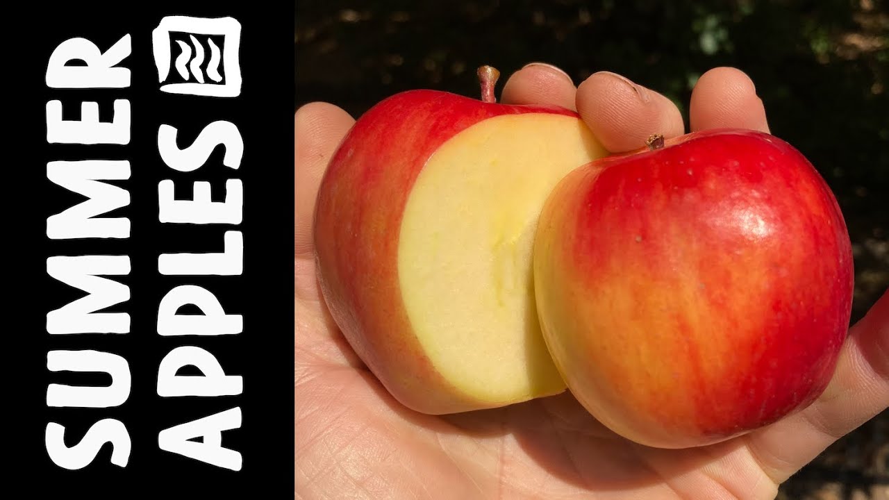 Let's Taste A Few Early Summer Apples! Late July
