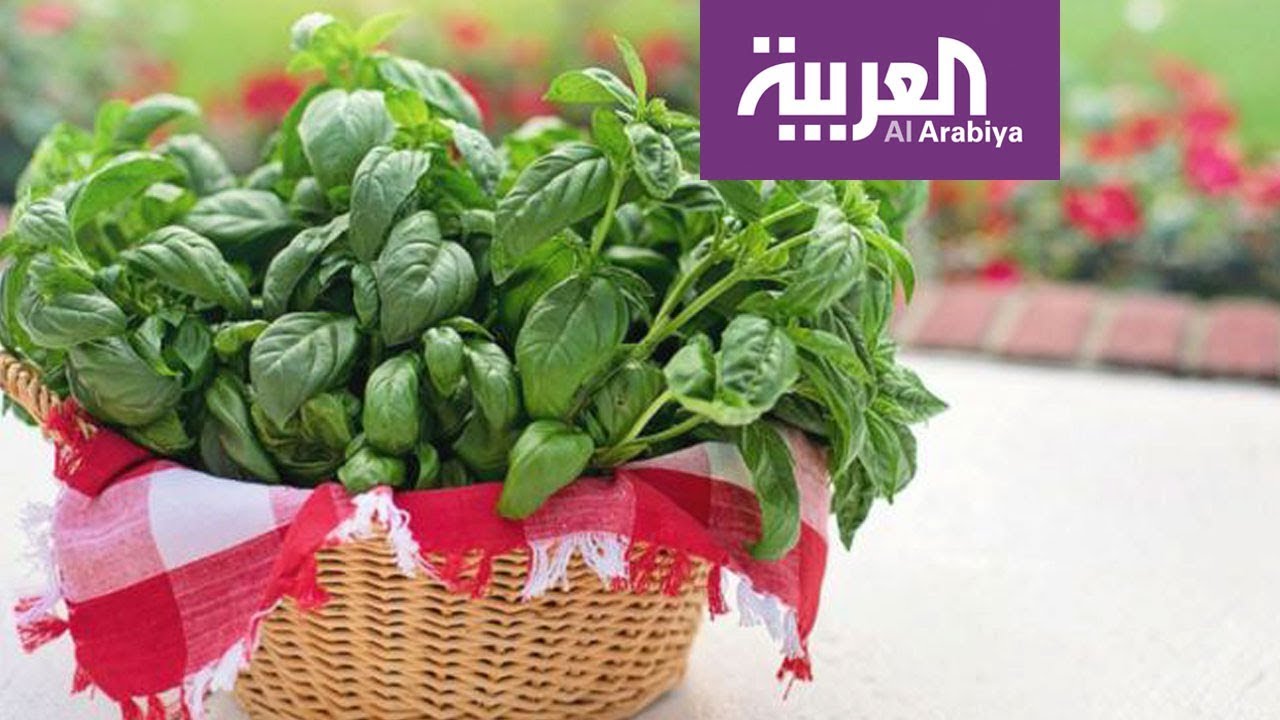 صباح العربية | ماسك للوجه والشعر من الريحان