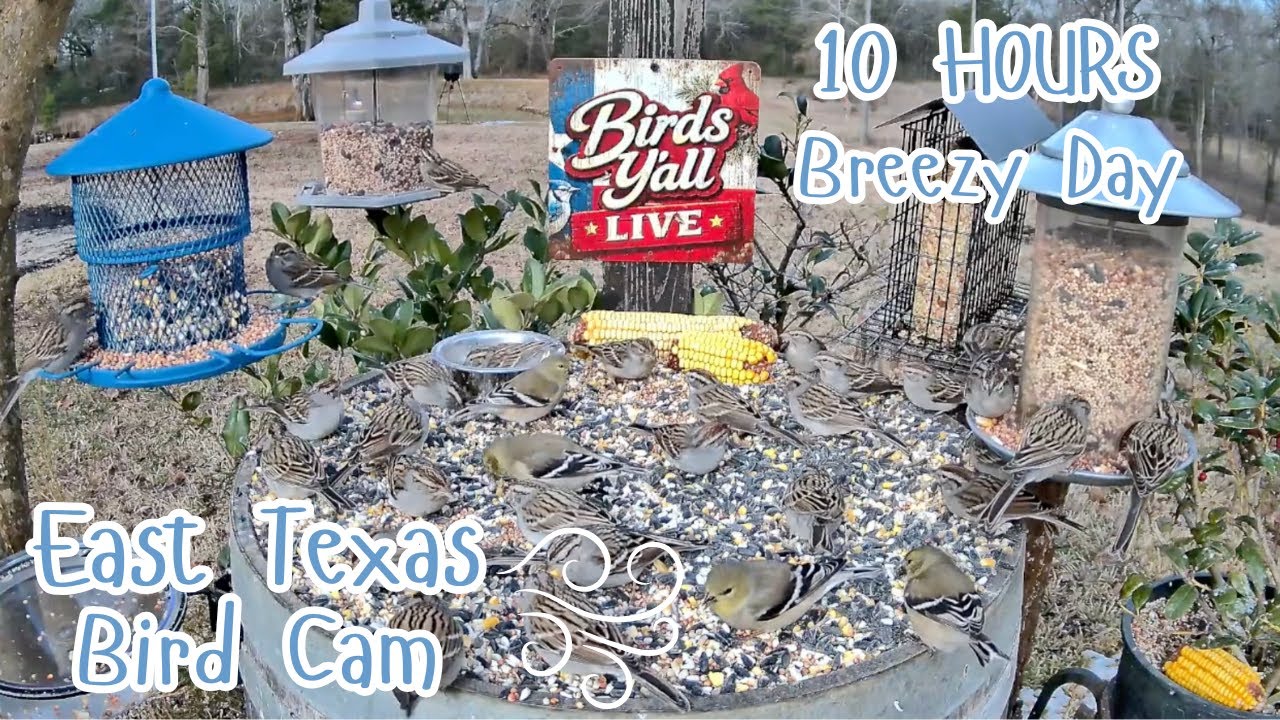 East Texas Bird Cam 🐦 | 10 Hours of Backyard Birds for Cats & Relaxation – Birds Y’all Live