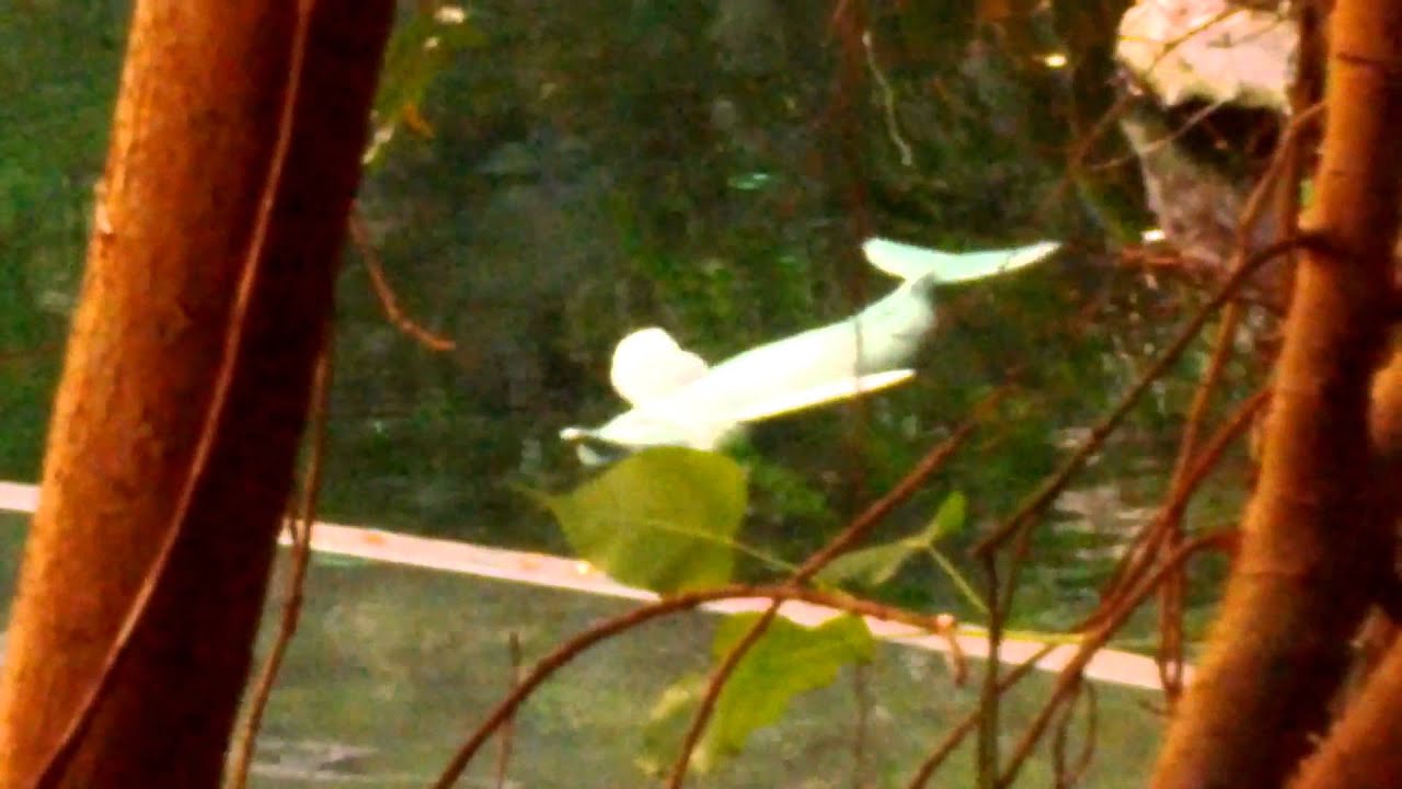Flussdelphin/S&uuml;&szlig;wasserdelphin 