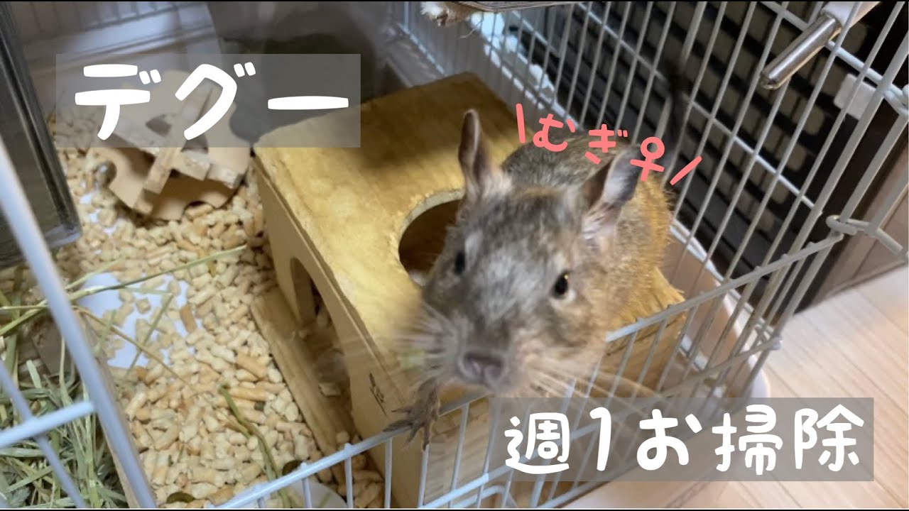 【 デグー 】 週１でやるケージの掃除します… degu