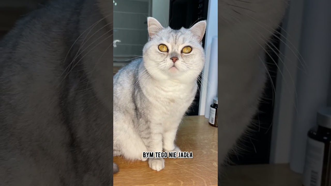 Kiełbaska i Maja 😼