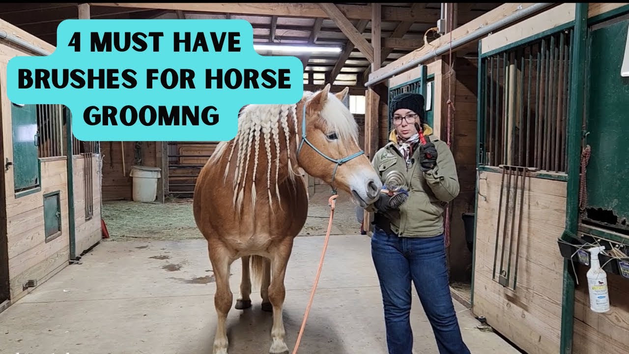 4 Must Have Brushes For Horse Grooming