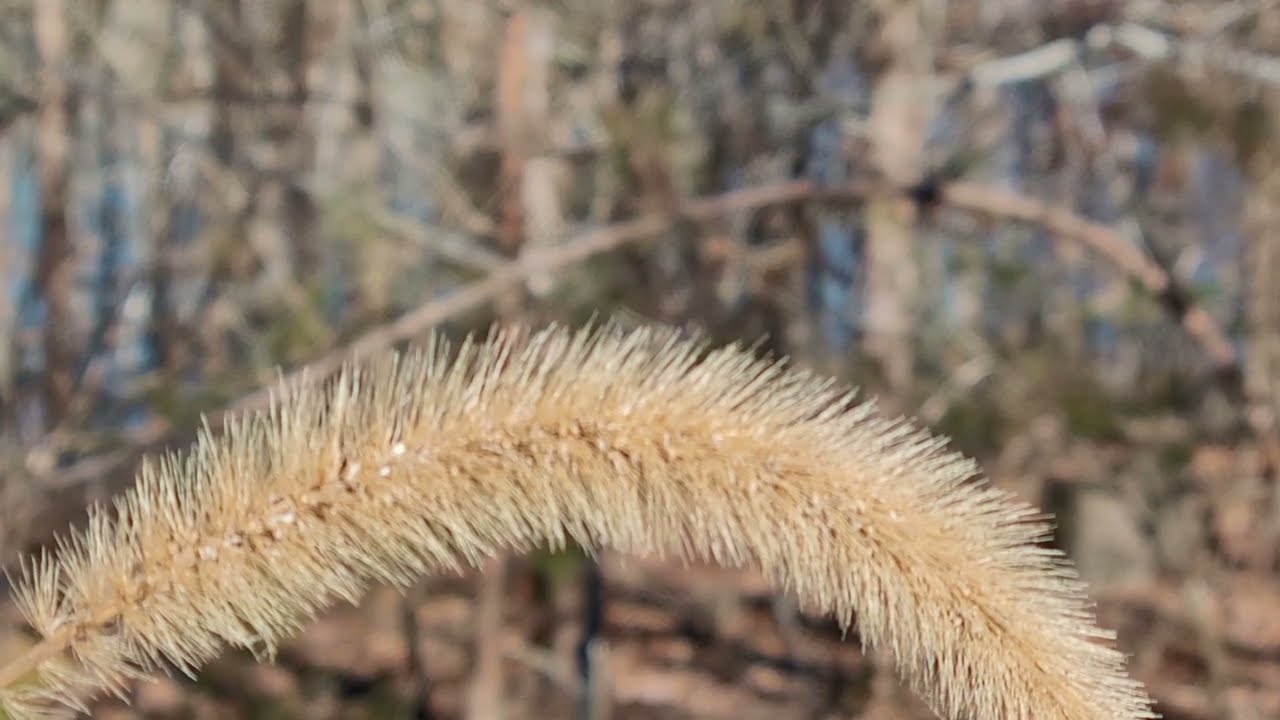 AMOP seasons