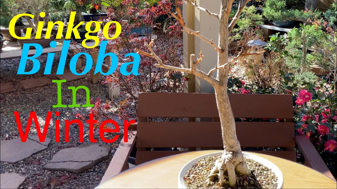 Bonsai - Ginkgo Biloba in Wintertime December 2019