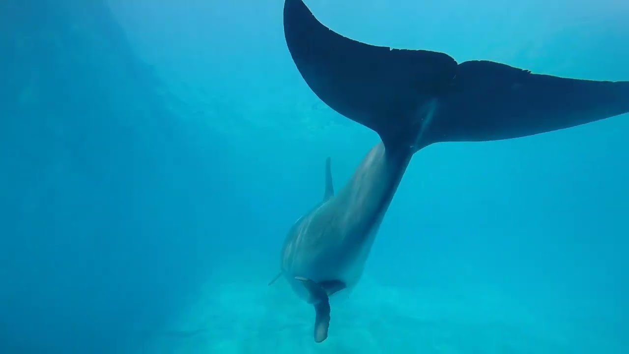 The birth of a baby dolphin