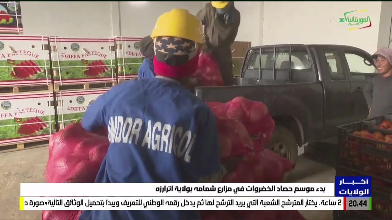 بدء موسم حصاد الخضروات في مزارع شمامه بولاية اترارزه