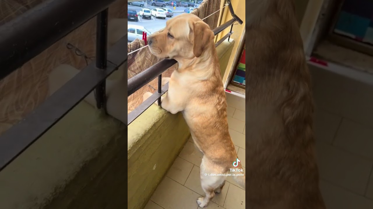 Il corriere 😀😀❤❤ #adorabile #pets #dog #funny