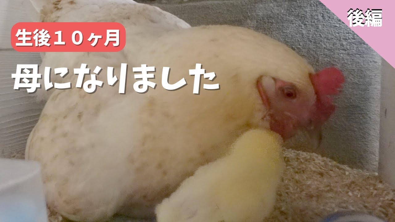 【後編】卵温め後半からひよこ誕生まで　生後10ヶ月で母になりました