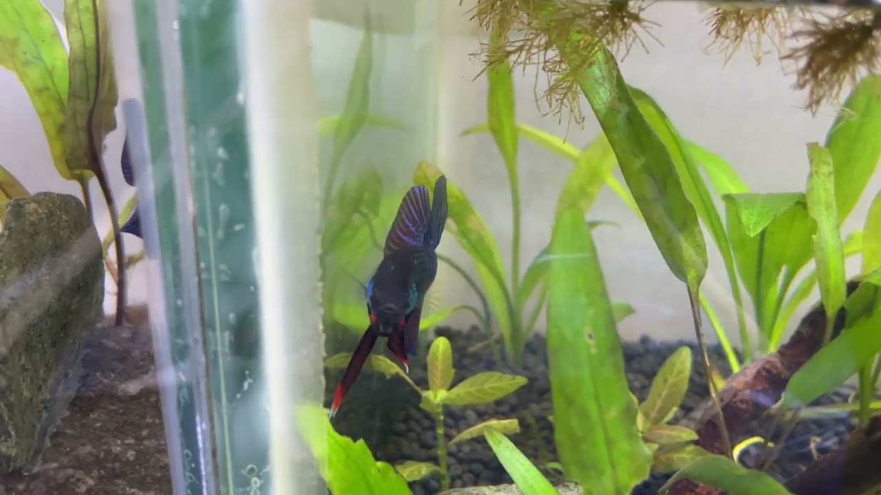 Wild Betta Smaragdina and Mahachai