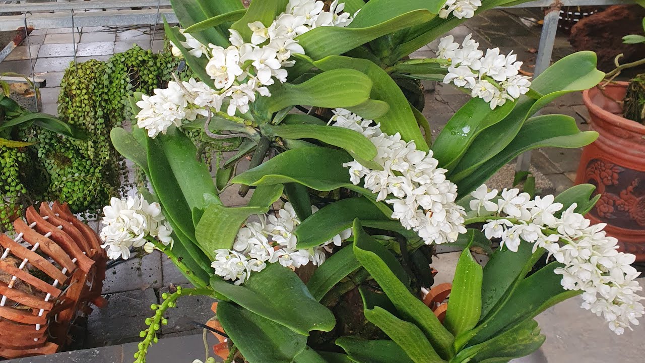 đai châu chơi tết đẹp ạ@916594696