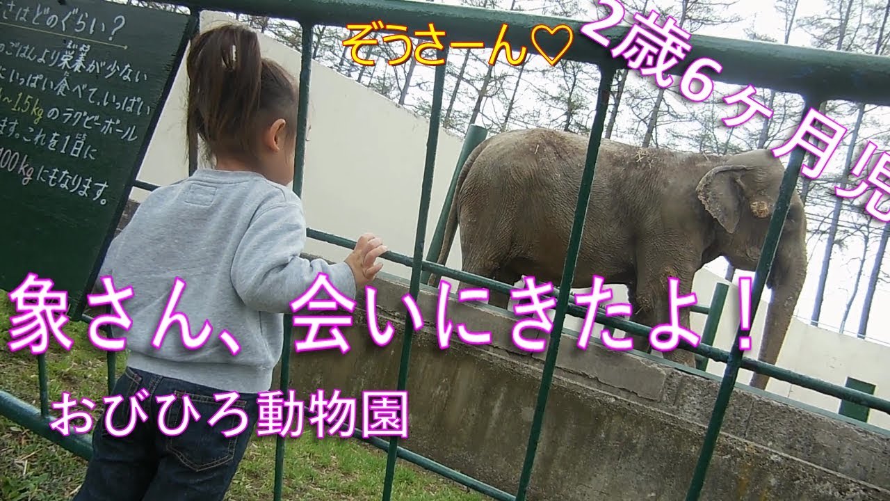 【お出かけ】2歳6ヶ月児 象さん、会いにきたよ！(おびひろ動物園に行ったよ)