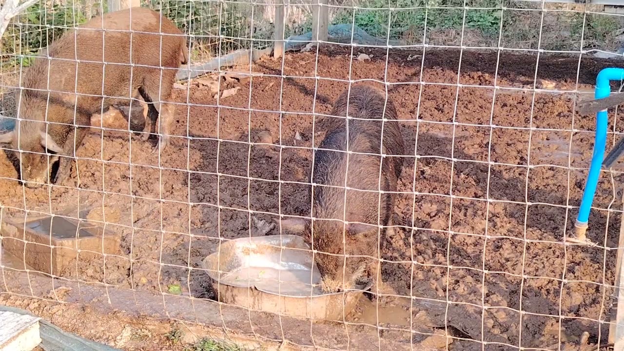 เลี้ยง​หมูป่า​สร้าง​รายได้​ เลี้ยง​หมูป่า​เสริม​รายได้​ เลี้ยง​หมูป่า​หลังบ้าน​