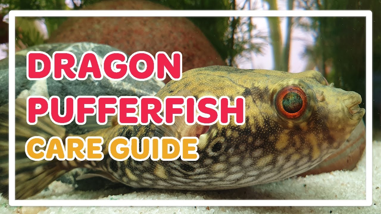 DRAGON PUFFER FISH CARE GUIDE |  PAO PALEMBANGENSIS