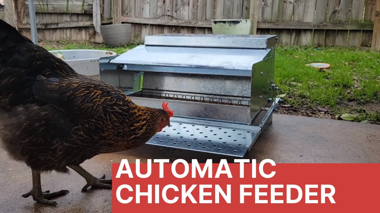 How To Setup Automatic Chicken Feeder