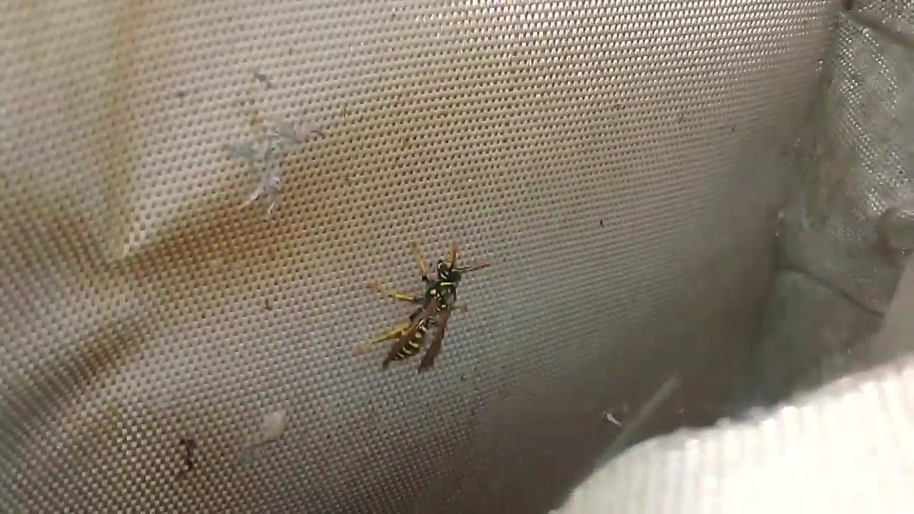 Гнездо Polistes dominula, 28.02.19
