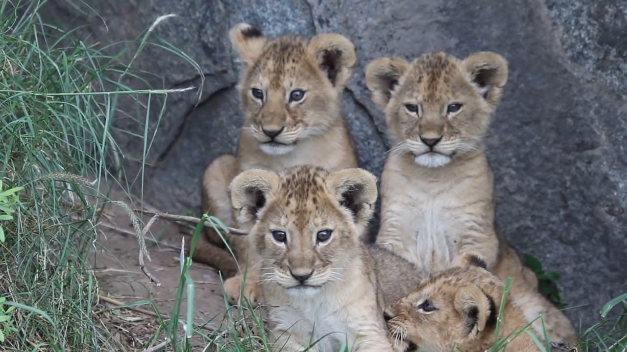 Four young lion cubs (part 2), Namiri Plains, Serengeti Tanzania - 021117