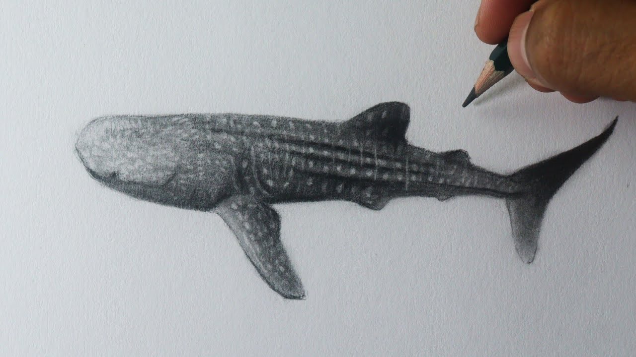 Como desenhar um TUBARÃO baleia PASSO A PASSO narrado