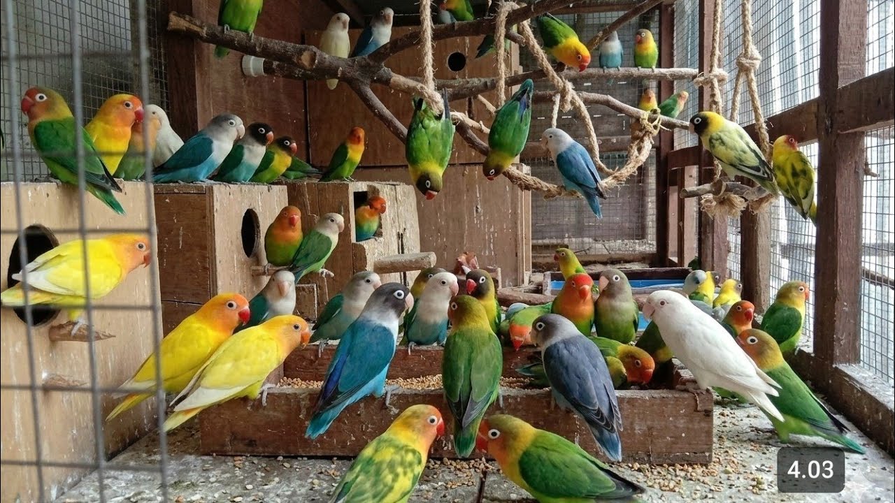 Lovebirds