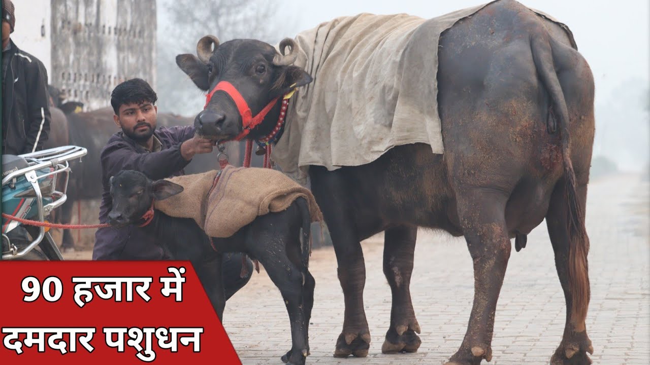90 हजार में ग्याभिन बाखड़ी भैंस, बिक्री वाले पांच पशु एक ही जगह || Ankit Dairy Farm (9588138649)