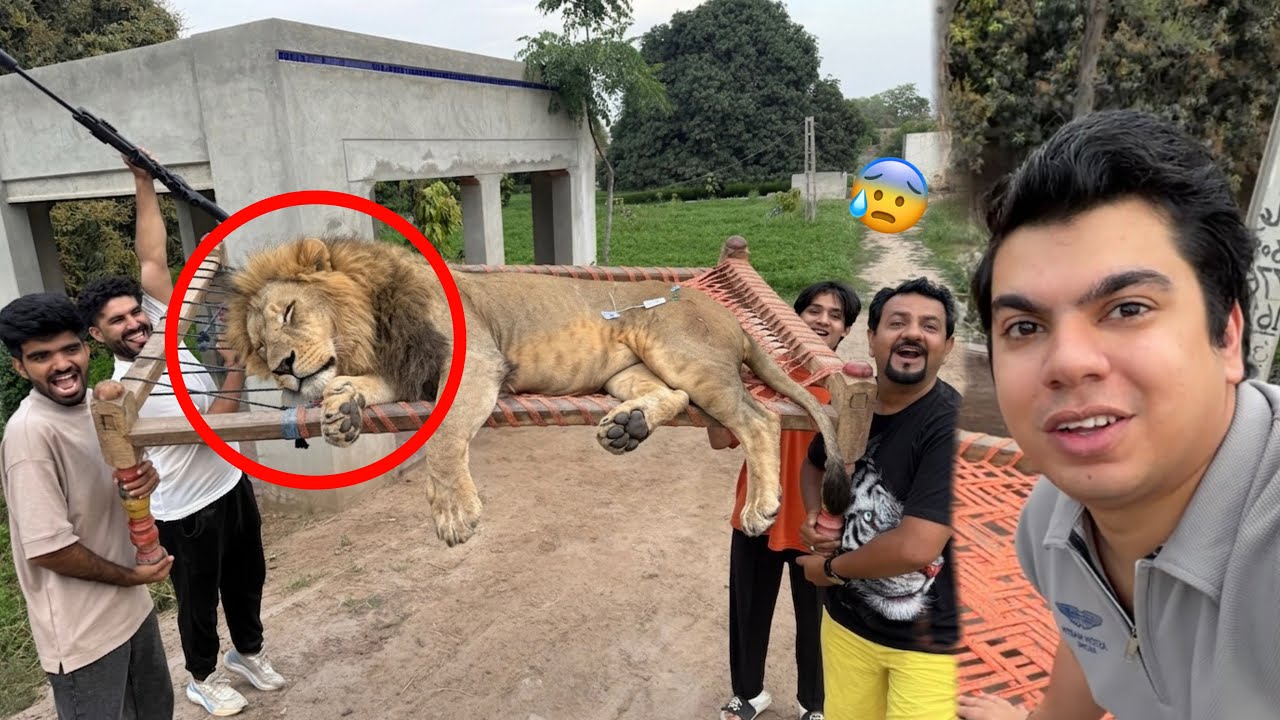Big Lion Ko Pakar Lea 😰